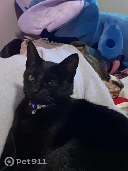 Lost male cat, Agincourt Drive, Perth, Lesmurdie — blue/green Grogu collar - photo
