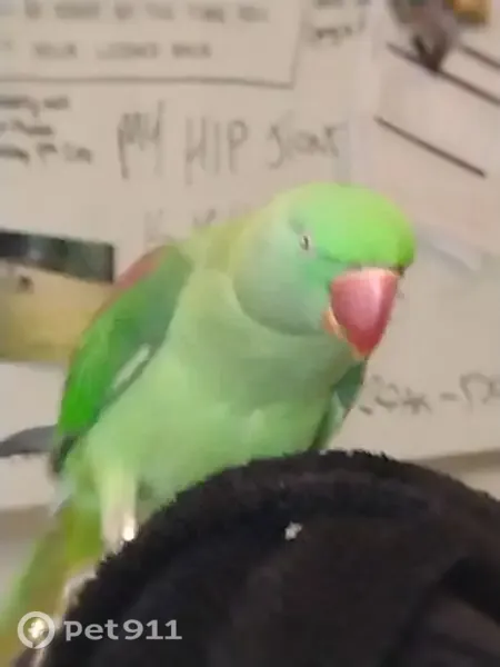 Lost female bird, O'Sullivan Beach Road, Adelaide, Onkaparinga — friendly and wearing a silver ring - photo