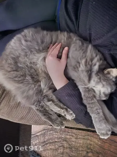 Lost male cat, Johnson Road, 19045, Laurel — big grey cat with green eyes - photo