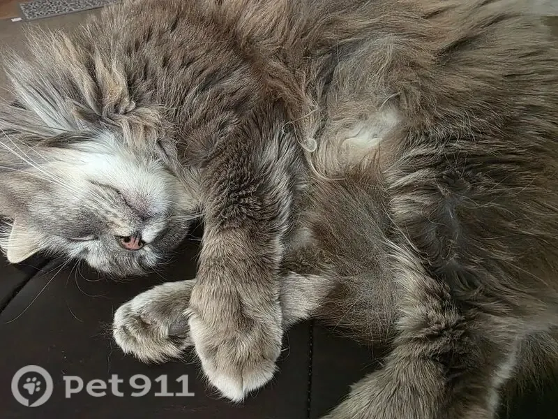 Lost cat, Johnson Road, 19045, Pusey Crossroads, Millsboro — male - photo
