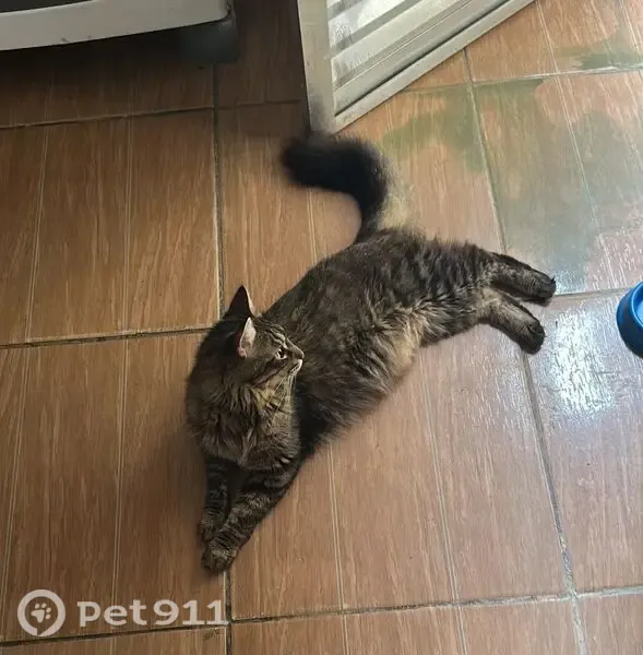 Gato perdido, Rua Jonas Barbosa Filho, São Paulo — macho, grande e dócil - photo