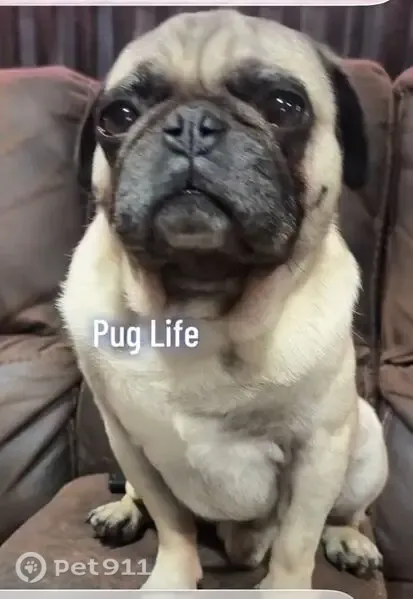 Lost male dog, 3rd Avenue, 8421, Hesperia — pug - photo
