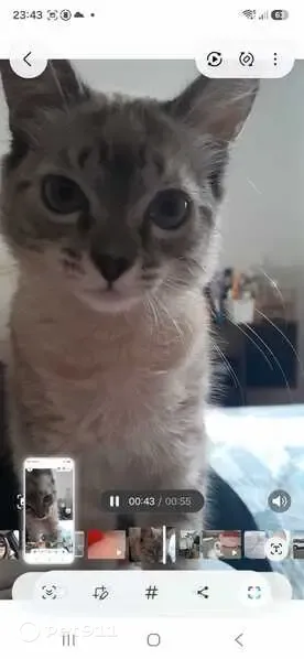 Gato perdido, Rua Joaquim Gonçalo da Silva, Santa Rosa de Viterbo — desapareceu após subir no muro - photo
