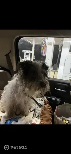 Lost dog, U.S. 62, 2669, Berryville, Berryville — male Shih Tzu - photo