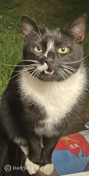 Lost cat, Quig Place, 14, Camden — male tuxedo cat with white paws - photo