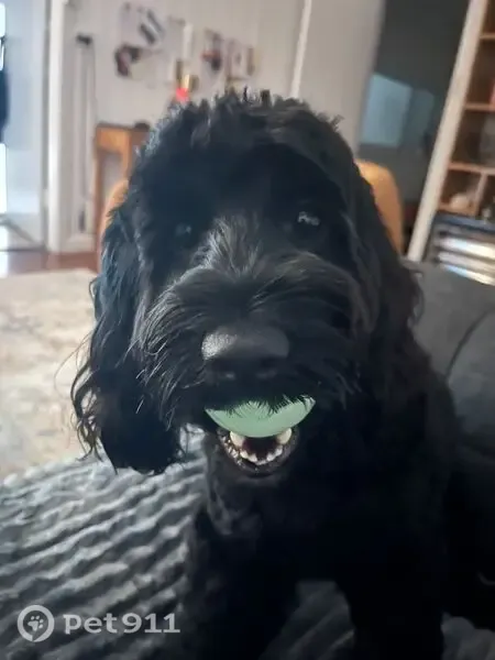 Lost dog, Ocean Parade, 73, Coffs Harbour - male with a white chin patch - photo