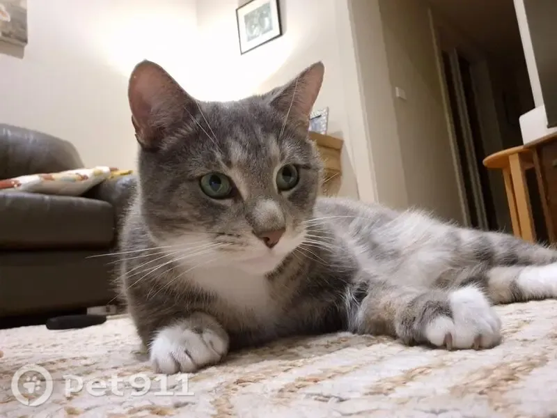 Lost male cat, Bolinda Road, Boroondara, Melbourne — grey tabby with a blue collar - photo