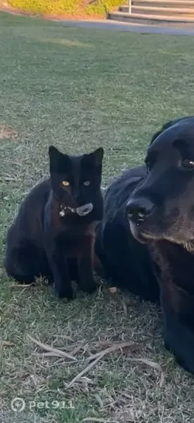 Lost cat, Atma Way, 4, Joondalup, Perth — small black female cat - photo