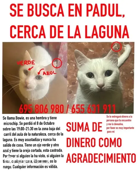 Gato perdido, Padul, Granada — ojos de distinto color - photo