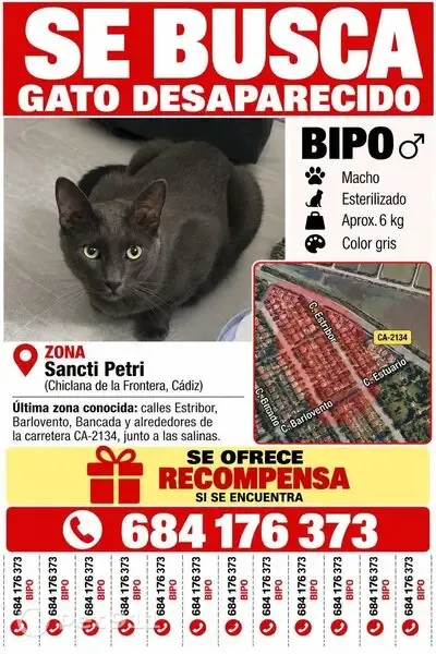 Gato perdido, Carretera de Sancti Petri, 73, Poblado de Sancti Petri, Chiclana de la Frontera — sin collar - photo