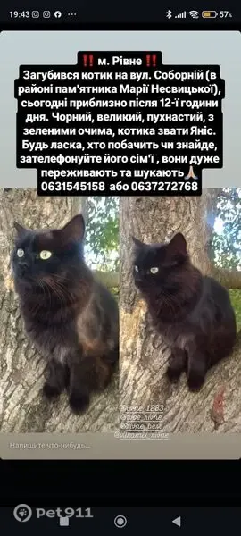 Зникла кішка чоловічої статі, Соборна вулиця, Рівне — велика, чорна, із зеленими очима - photo