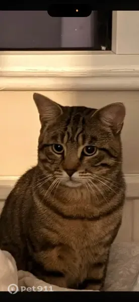 Lost male cat, Birch Avenue, 34, Swadlincote — Mango, a quiet tabby with green eyes - photo