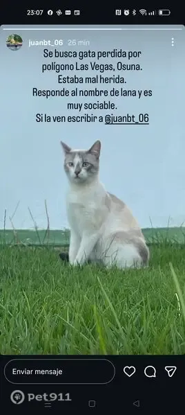 Gato perdido, Osuna, Andalucía, Las Rozas de Madrid — hembra gris y blanca, ojos azules - photo