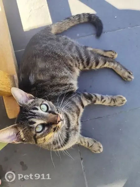 Gato perdido, Avenida de los Menicenses, 530, Miengo, Camargo — muy asustadizo - photo