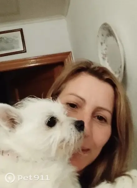 Perro perdido, A Mezquita, Galicia, Ponferrada — Nube muy cariñosa - photo