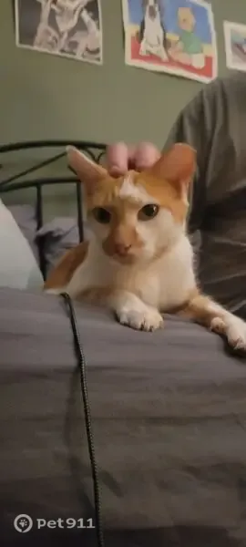 Lost cat, Quinton Court, 4001, Columbia — male with a significantly tipped ear - photo