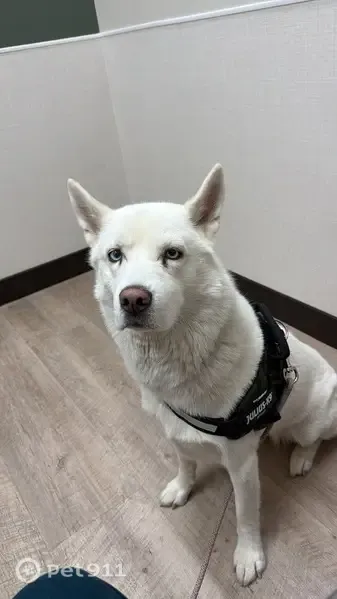 Lost dog, Marjorie Street, 163, Battle Creek — female Siberian husky with blue eyes - photo