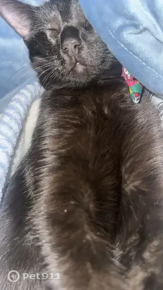Lost cat, Granville, Indiana — black male wearing a Hello Kitty collar - photo
