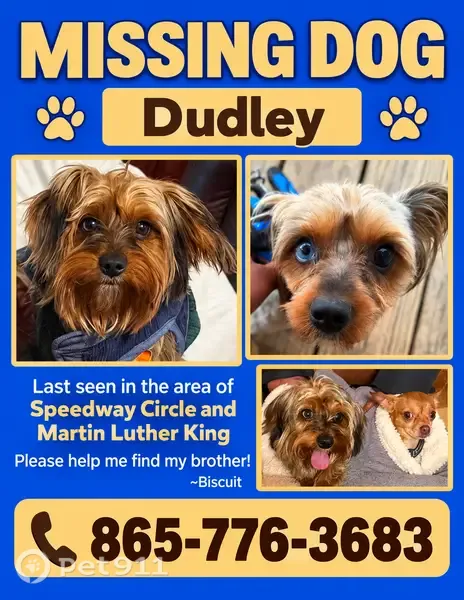 Lost Dog, Speedway Circle, Knoxville, Arlington — brown Yorkie with different-colored eyes - photo