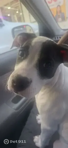 Lost dog, female, Flatwoods, Kentucky, Bridgeville — pit/Dalmatian mix - photo