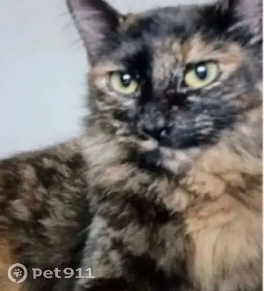 Gato perdido, Avenida João XXIII, 2537 — 4 anos e super dócil - photo
