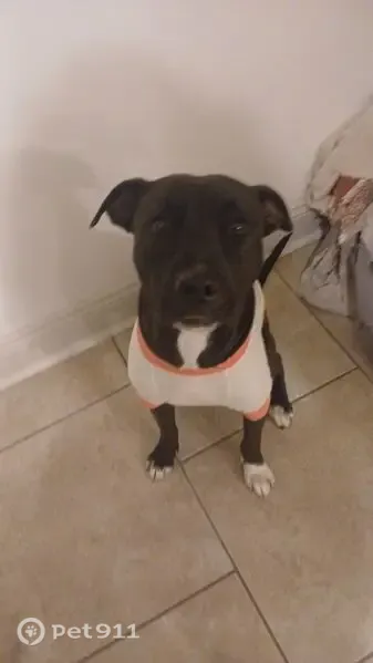Lost female dog, Elysian Fields Avenue, New Orleans, Arlington — 55 pounds - photo