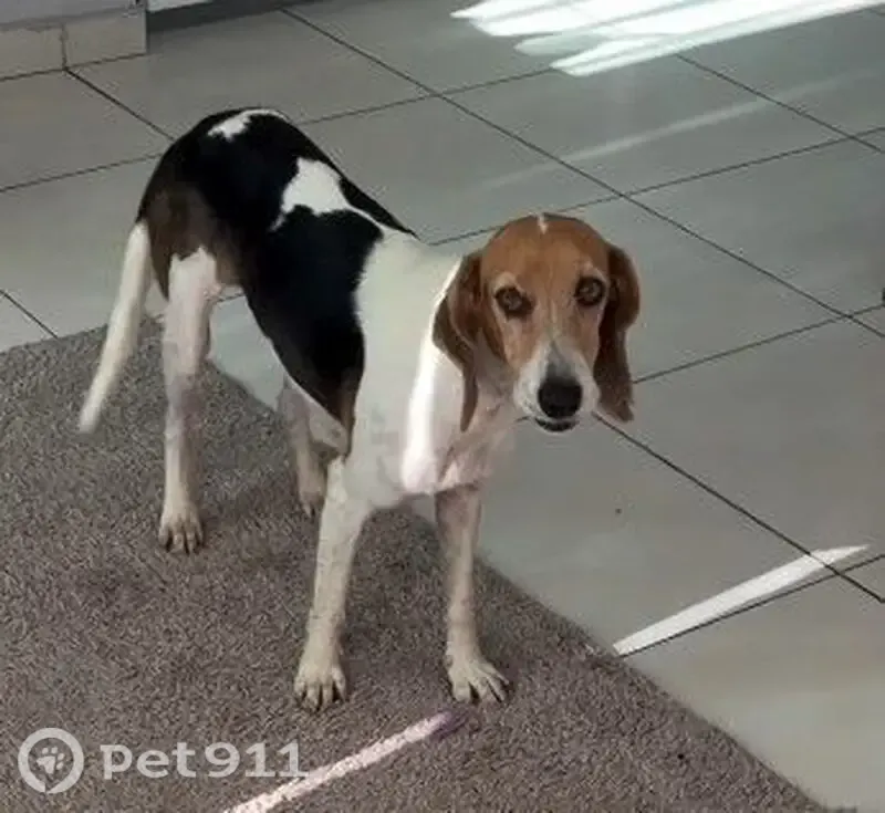 Encontrado cachorro fêmea, Rodovia dos Tamoios, São Paulo — castrada - photo