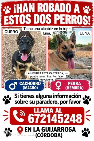 Perro perdido, hembra, La Guijarrosa, Andalucía, Sevilla — tiene lunares en el hocico - photo