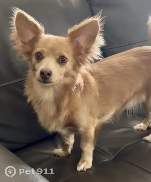 Lost dog, female, Mississippi 613, 21800, Moss Point — large ears - photo