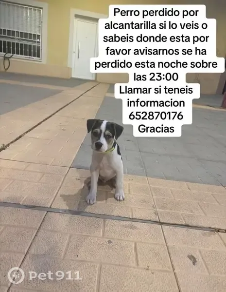 Perro perdido, Calle Mayor, 64, Alcantarilla — blanco con manchas negras - photo