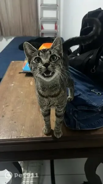 Gato encontrado, Rua Aristóteles, 543, Colombo — pelagem cinza-escura rajada - photo