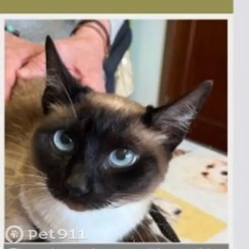 Gato perdido, hembra, Urbanizacion Las Lindes, 7, Camargo — ojos azules - photo
