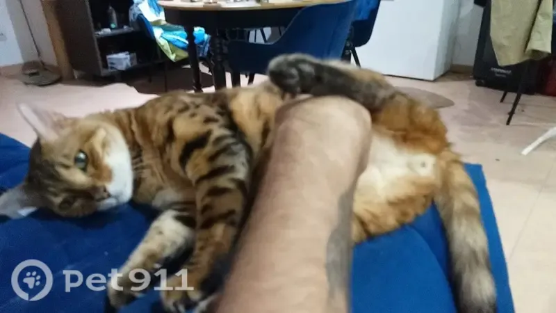 Gato perdido, Carrer de Montjuïc, Catalunya — le falta un trozo de dedo - photo