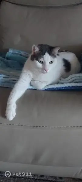 Lost female cat, Summerfield, Florida, Summerfield — white with black spots - photo