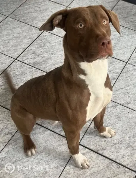 Cachorro encontrado, Rua Hemisfério, São Paulo — pitbull marrom com peito branco - photo