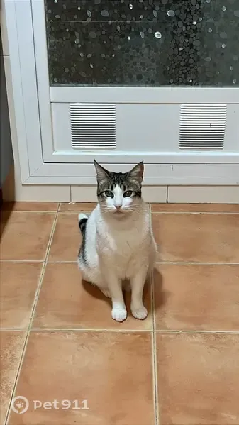 Gato perdido macho, Arrabal Ue. C, 3R, La Cala del Moral, Rincon de la Victoria — blanco y romano - photo