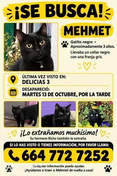 Gato perdido, Calle Hacienda Saucillo, Baja California, Rancho La Gloria — es de tamaño medio y gordito - photo