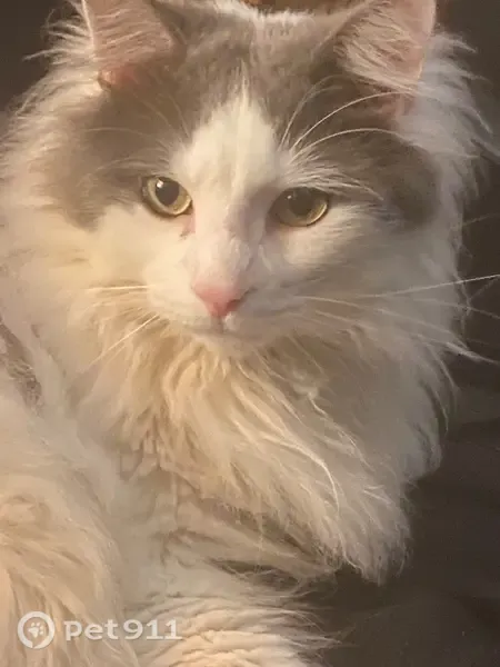 Lost cat, River Street, 142, Southbridge, Fiskdale — large, fluffy grey-and-white male - photo
