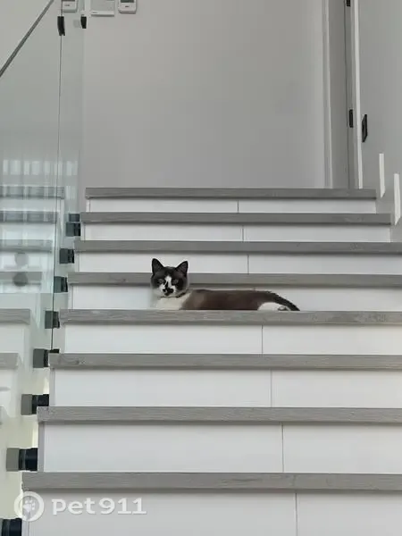 Gato perdido, Calle Ciervo, 12F, Salamanca — hembra castrada y muy cariñosa - photo
