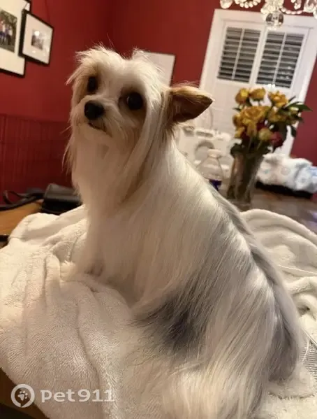 Lost dog, Carroll Road, 611, Paragould — male Yorkshire terrier with light brown ears - photo