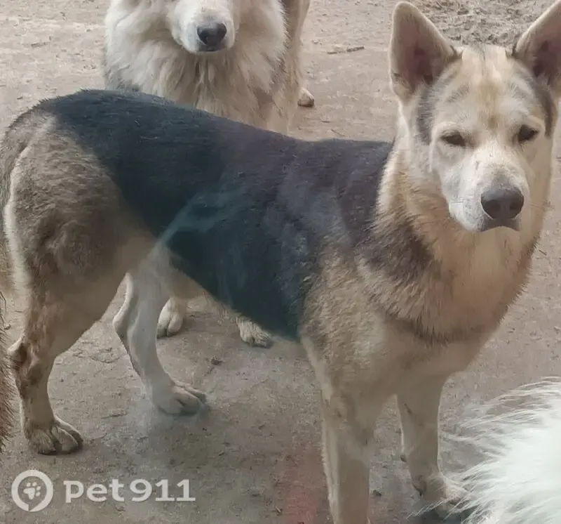 Lost dog, Snowy Orchid Drive, 740, DeSoto, Dallas — male husky mix - photo