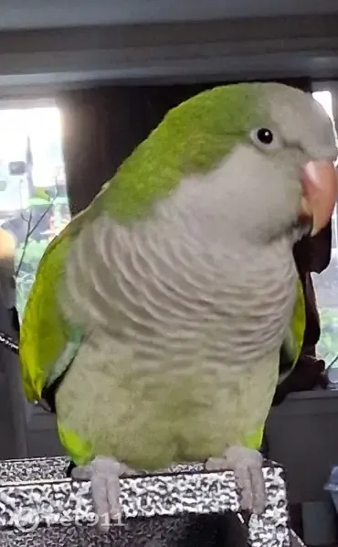 Lost bird, Binghampton Street West, 702, Rainier — male with blue wing feathers - photo