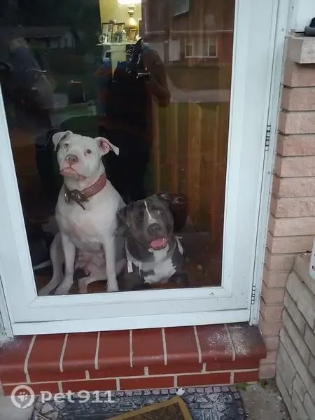 Lost female dog, Monarch Drive, 10119, St. Louis — large white American Stafford Terrier - photo