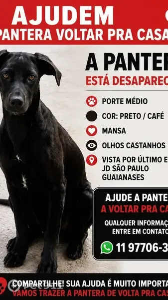 Cachorro perdido, Rua Pedro da Silveira, 434 — fêmea com pequeno friso branco - photo
