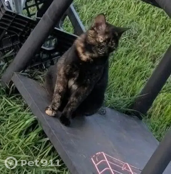 Lost female cat, Cedar Street, 522, City of Kingston, Kingston — very vocal - photo