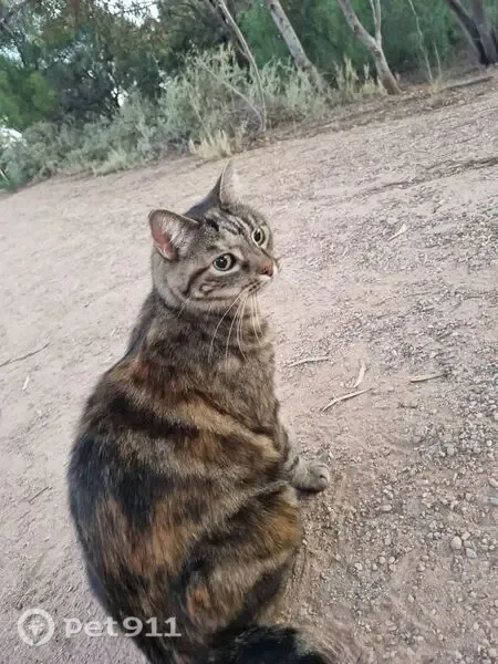 Lost female cat, Currawong Street, 1, Salisbury, Burton — black, brown and yellow stripes - photo