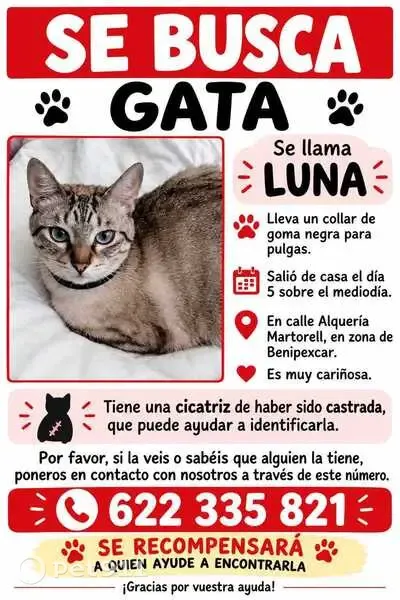 Gato perdido, Camí Alqueria de Martorell, Gandia — hembra castrada de ojos azules - photo