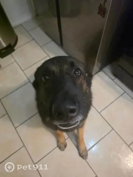 Lost dog, Indian Hills Drive, 917, Grand Prairie — friendly male dog named Loki - photo
