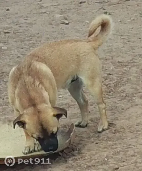 Lost dog, Navajo Route 26, Arizona, Nazlini — small male dog with a black face - photo