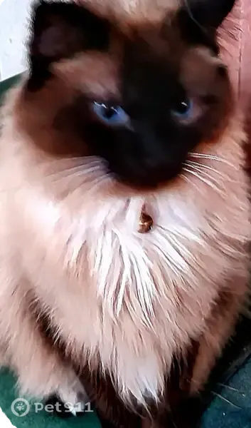 Lost cat, West Bloomfield Road, 3802, Phoenix — female Siamese with bright blue eyes - photo